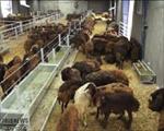 دانلود-پاورپوینت-با-موضوع-پروژه-پروار-100-راس-گوسفند-بلوچی