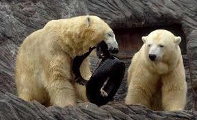 پاورپوینت خرس و خرس قطبی