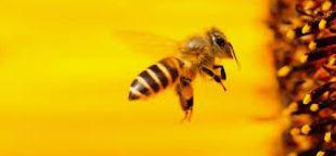 پاورپوینت زنبور عسل