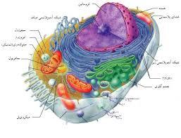 پاورپوینت سلول و اندامكهاي داخل سلول
