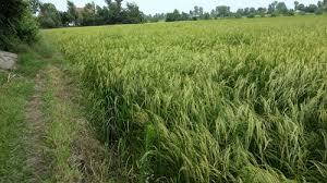 دانلود پاورپوینت با موضوع تثبيت بيولوژيكي نيتروژن در مزارع برنج