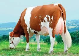 طرح توجیهی فنی اقتصادی تاسیس گاوداری گاوهای شیری