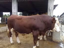طرح توجیهی احداث دامداری پرورش گاوهای شیری