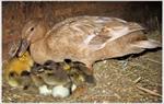 دانلود-طرح-توجیهی-پرورش-و-نگهداری-اردک-مادر-گوشتی