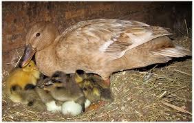 دانلود طرح توجیهی پرورش و نگهداری اردک مادر گوشتی