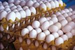 طرح-توجیهی-و-کارآفرینی-تولید،-بسته-بندی-و-توزیع-تخم-مرغ