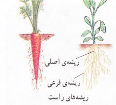 طرح جابر تنوع گیاهان از نظر ریشه، ساقه ، برگ و