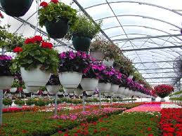 طرح توجیهی تولید گیاهان و گلهای کاغذی و زینتی در گلخانه