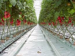 پاورپوینت جلوگيري از پيدايش آفت باكتريايي در بين گوجه هاي گلخانه اي به وسيله درمانهاي بيولوژيكي